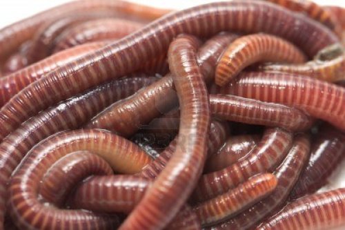 16617175-earthworms-macro