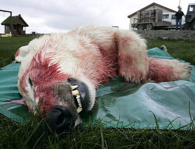 dead polarbear